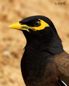 Common Myna - நாகணவாய் (மைனா)